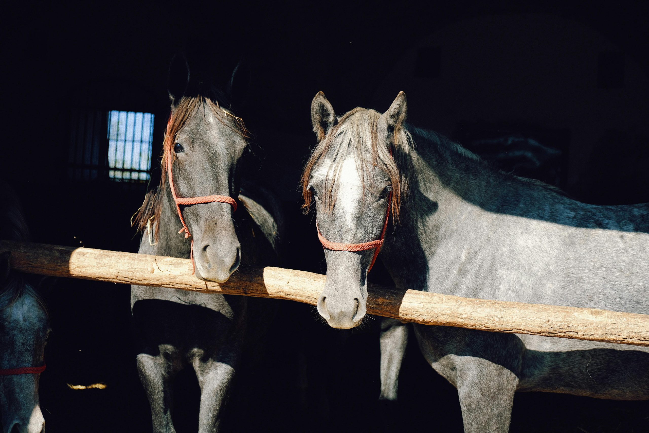 Egyik, a cigányok megélhetését talán a legrégibb idők óta biztosító tevékenység a lókereskedelem